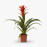 Guzmania Ostara - Ø12cm - H45cm - Verdeia - 1
