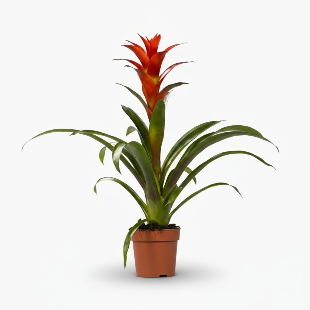 Guzmania Ostara - Ø12cm - H45cm - Verdeia - 1