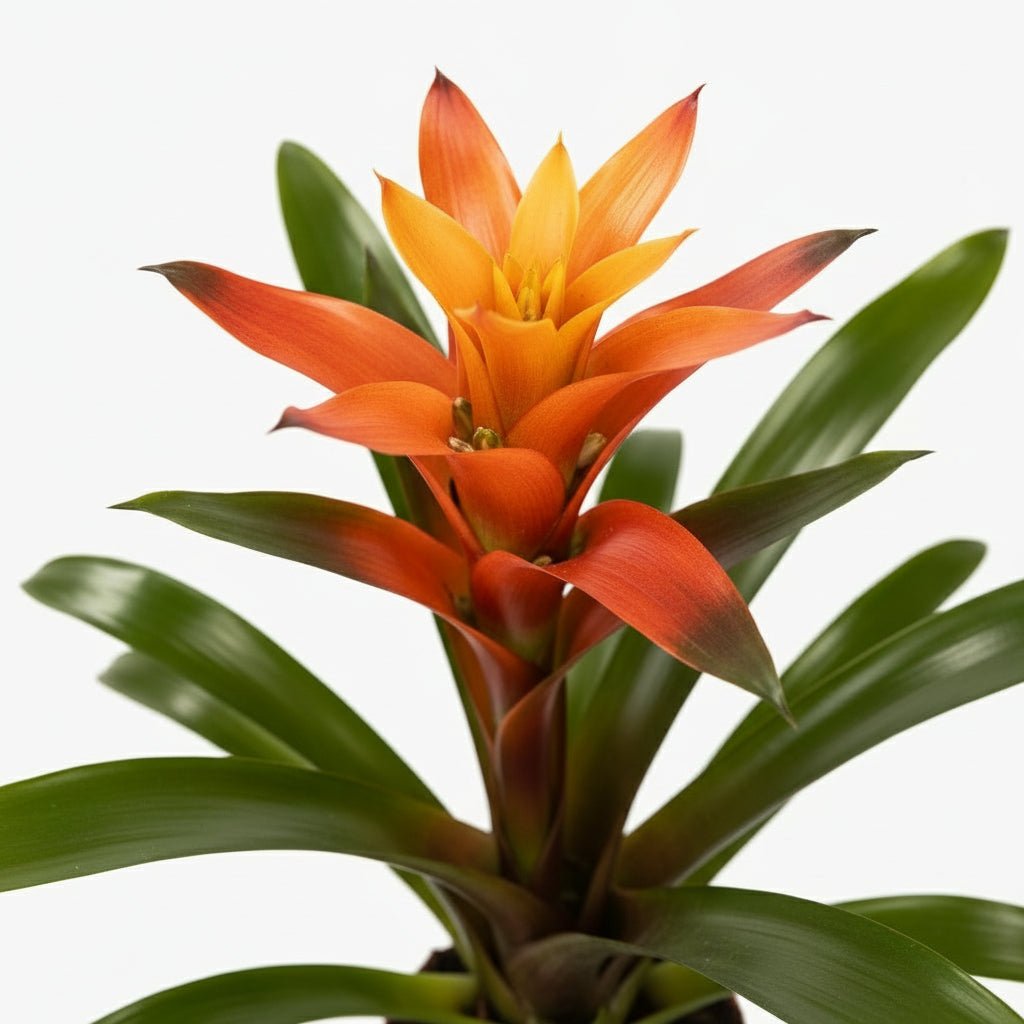 Guzmania Variada — D12 x A50 cm - Verdeia - 2
