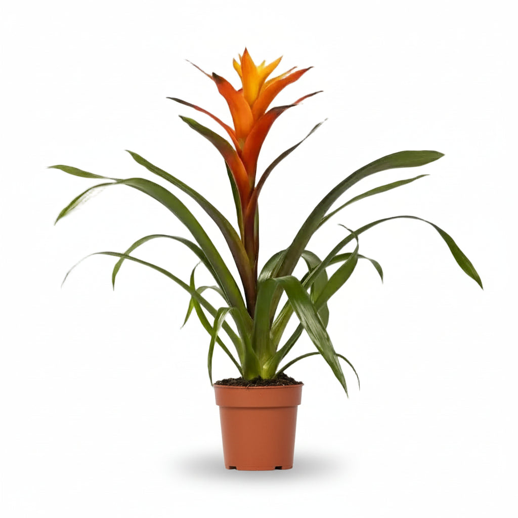 Guzmania Variada — D12 x H50 cm - Verdeia - 1