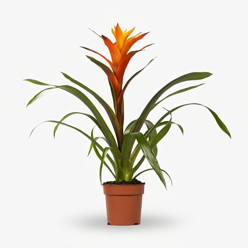 Guzmania Variada — D12 x A50 cm - Verdeia - 1