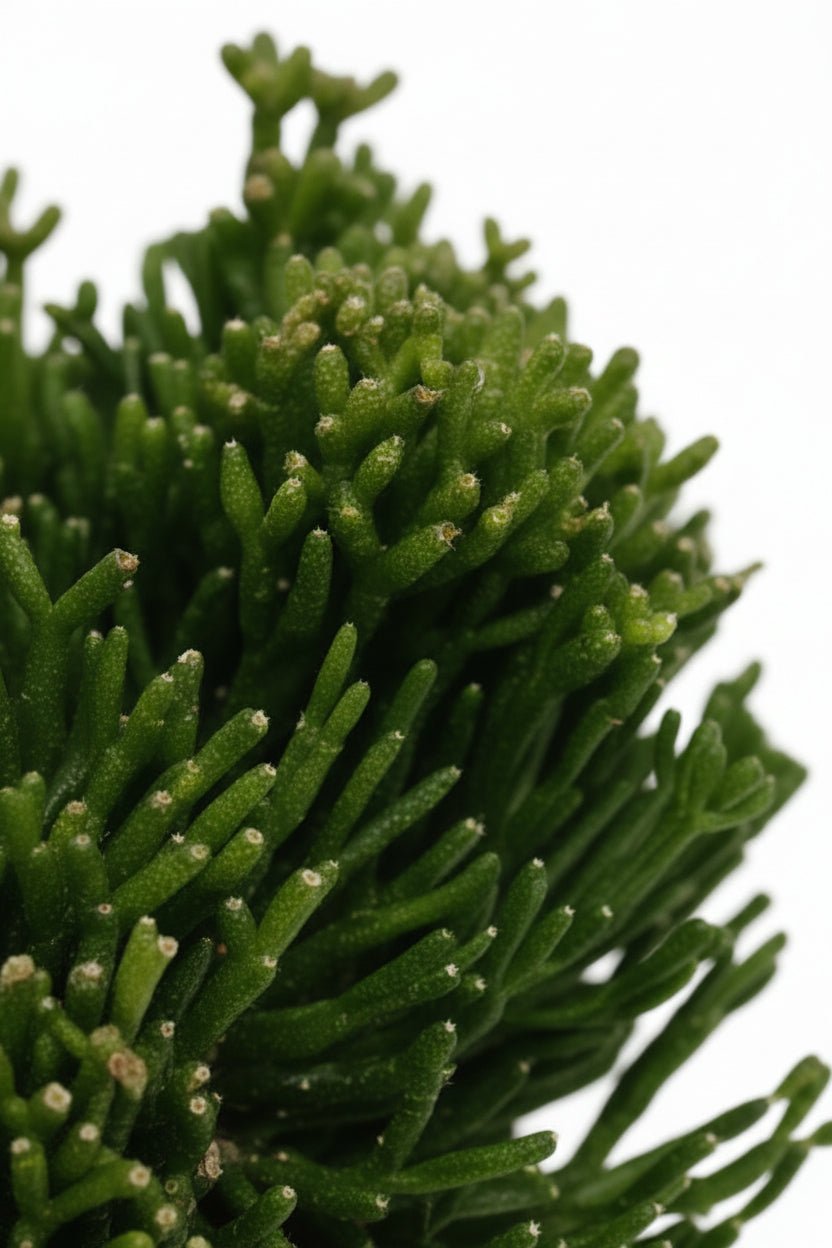 Hatiora salicornioides (Cactus de Pascua coral) H15 cm | Maceta Ø12 cm - Verdeia - 2
