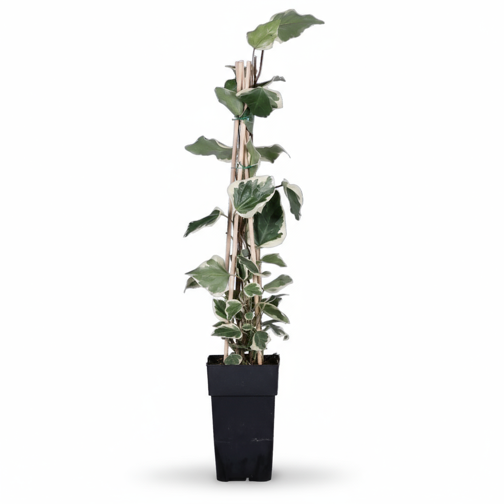 Hedera algeriensis ‘Gloire de Marengo’ – Lierre panaché – Ø15cm – ↕65cm - Verdeia