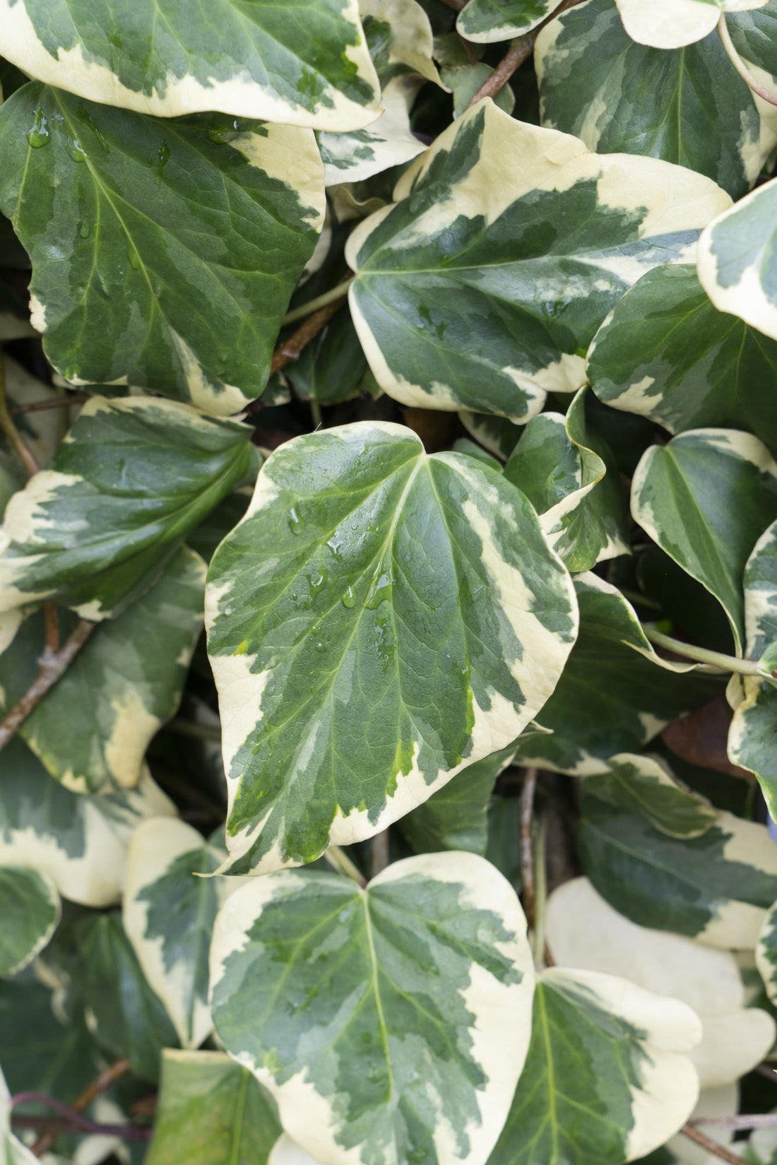 Hedera colchica ‘Dentata Variegata’ – Lierre panaché – D15cm x H65cm - Verdeia