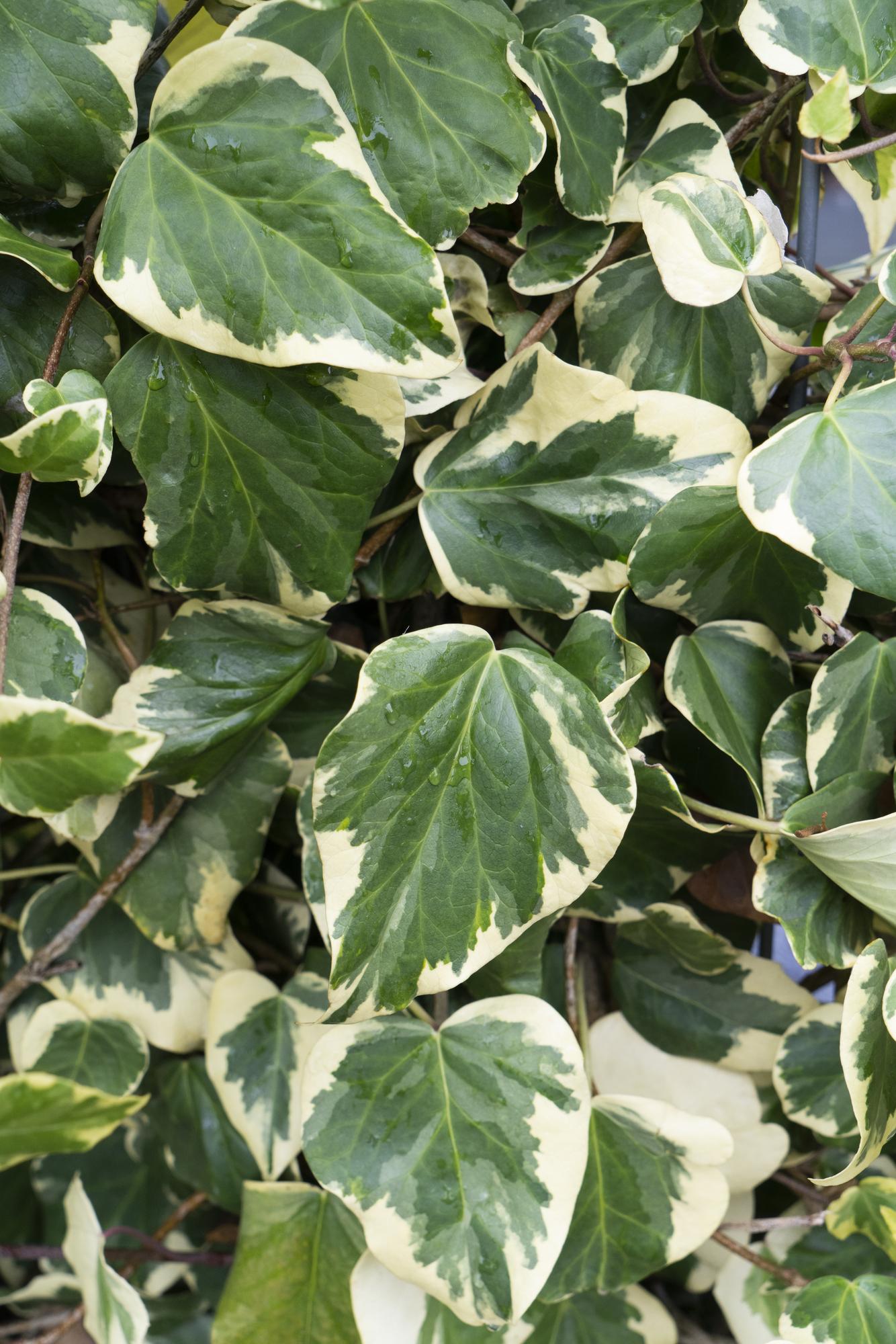 Hedera colchica ‘Dentata Variegata’ – Lierre panaché – D15cm x H65cm - Verdeia