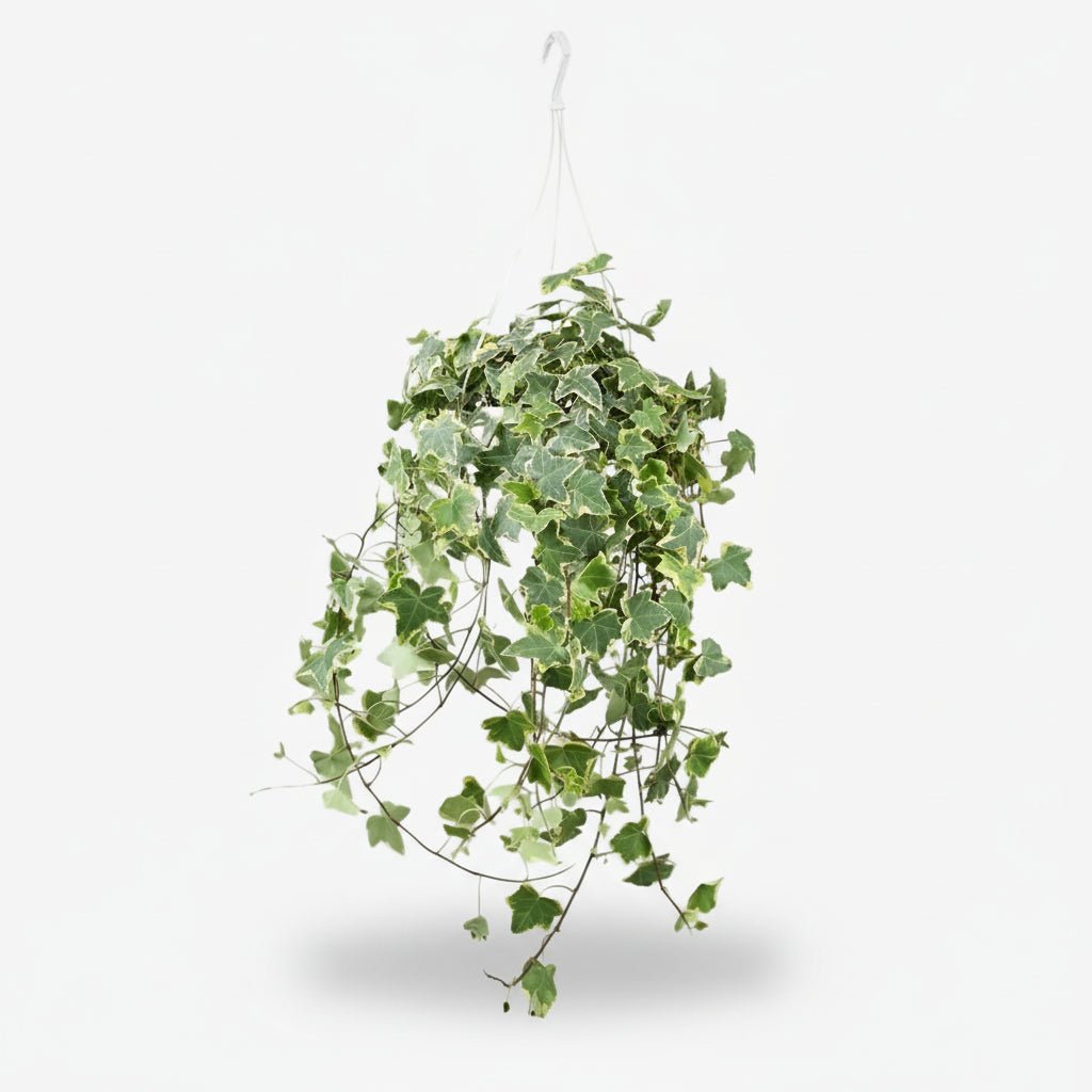 Hedera Helix &