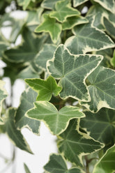 Hedera Helix &