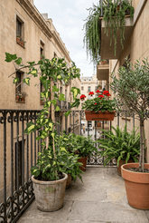 Hedera helix &