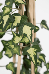 Hedera helix &