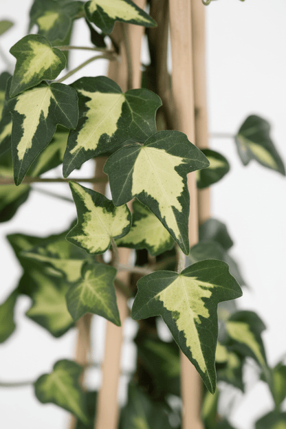 Hedera helix &