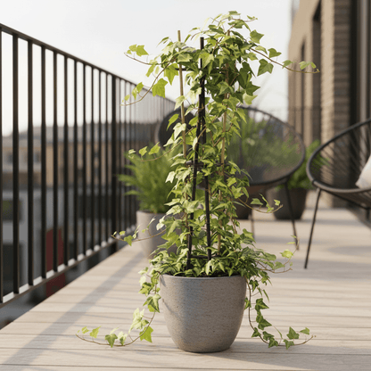 Hedera helix ‘Goldheart’ – Lierre panaché persistant – Ø15cm – ↕65cm - Verdeia