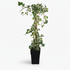 Hedera helix ‘Goldheart’ – Lierre panaché persistant – Ø15cm – ↕65cm - Verdeia