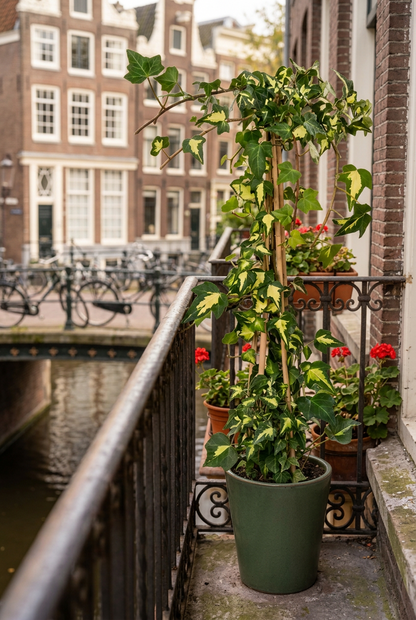 Hedera helix &