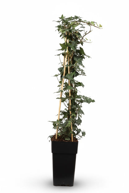 Hedera helix – Lierre grimpant persistant – Ø15cm – ↕65cm - Verdeia
