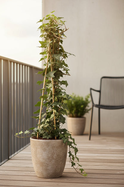 Hedera helix – Lierre grimpant persistant – Ø15cm – ↕65cm - Verdeia