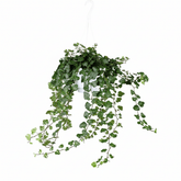 Hedera helix ‘Wonder Green’ – English Ivy - Verdeia - 4
