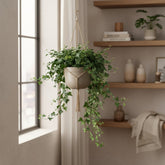 Hedera helix ‘Wonder Green’ – English Ivy - Verdeia - 3