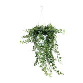 Hedera helix ‘Wonder Green’ – English Ivy - Verdeia - 1