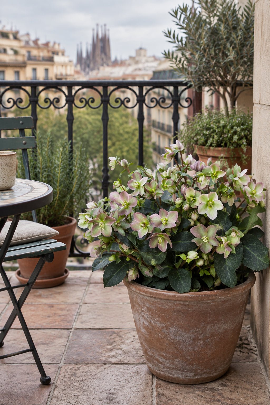 Helleborus &