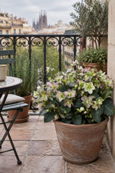 Helleborus &