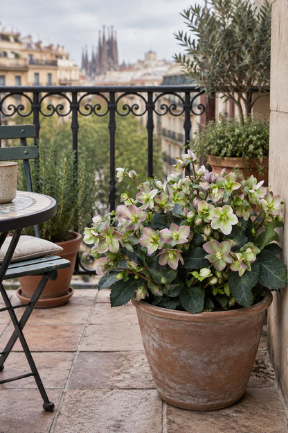 Helleborus &