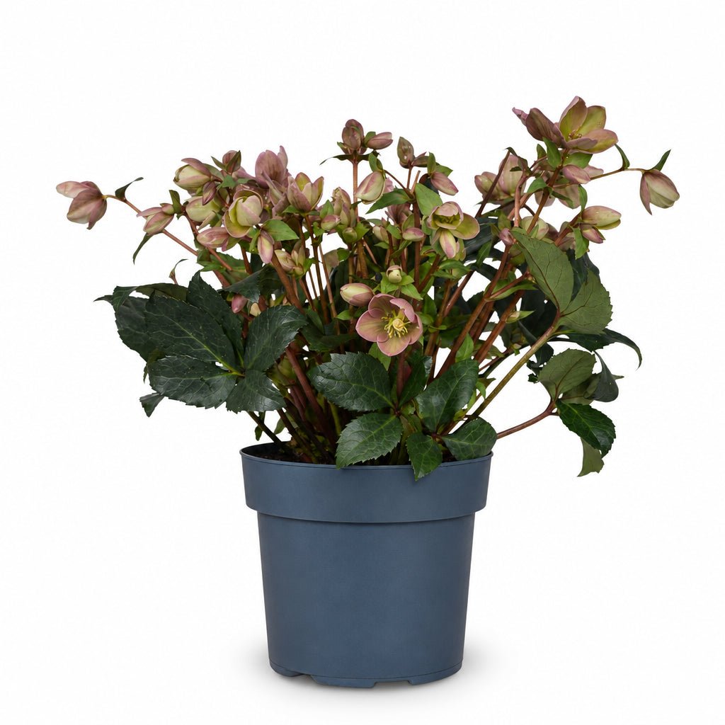 Helleborus &