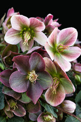 Helleborus &