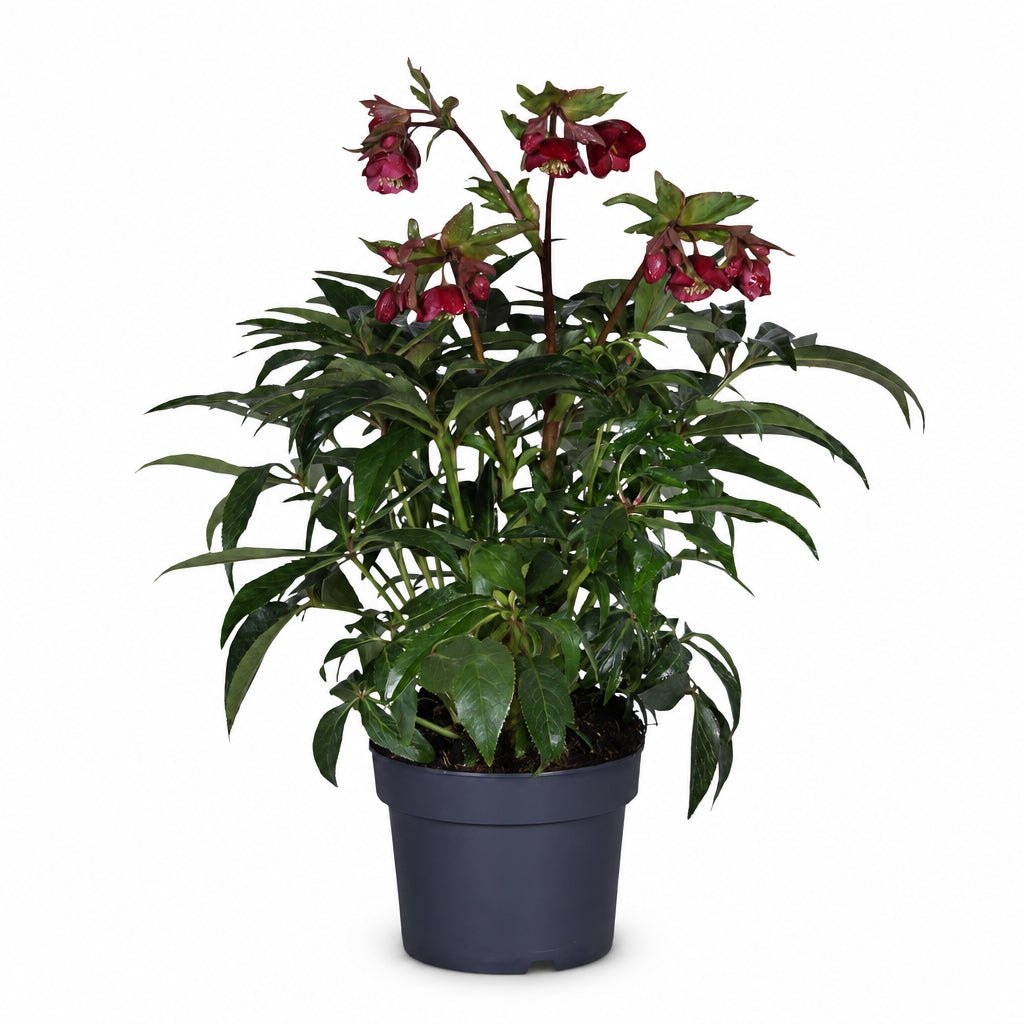 Helleborus × hybridus &