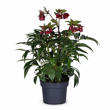 Helleborus × hybridus &