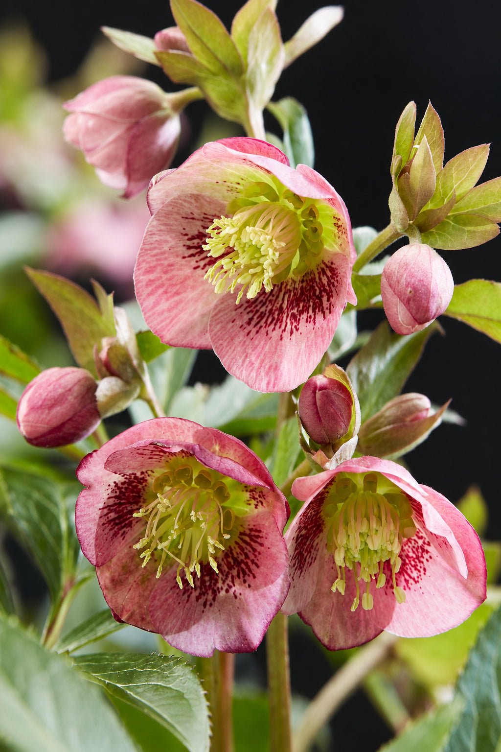 Helleborus × hybridus &