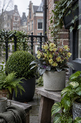 Helleborus lividus &