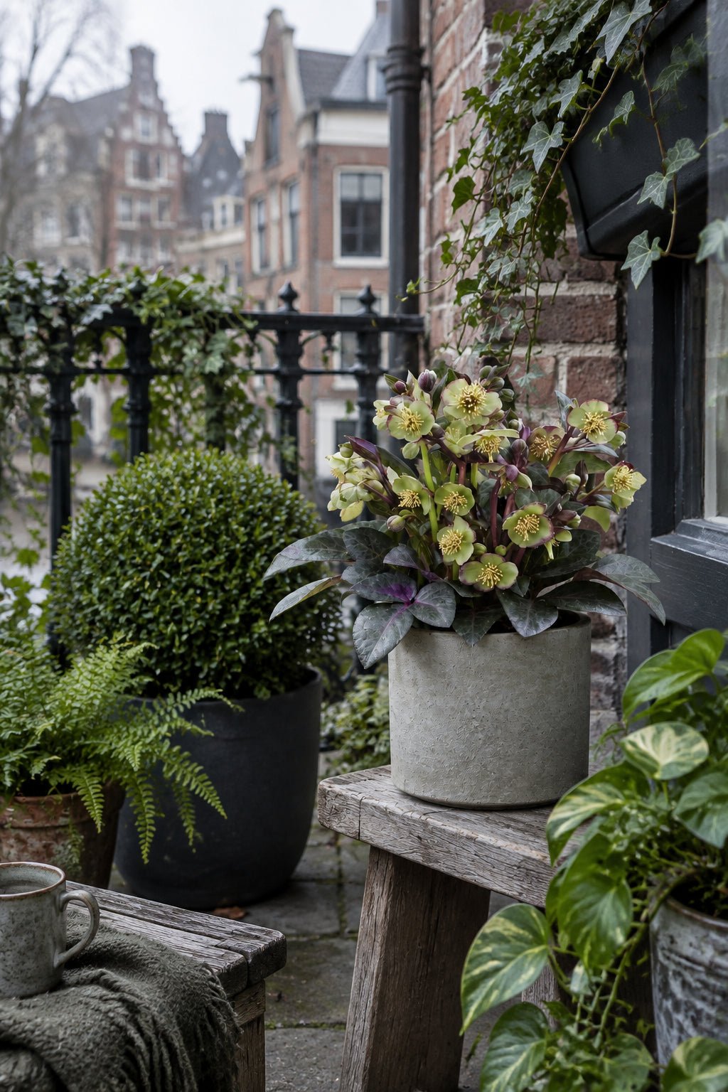 Helleborus lividus &
