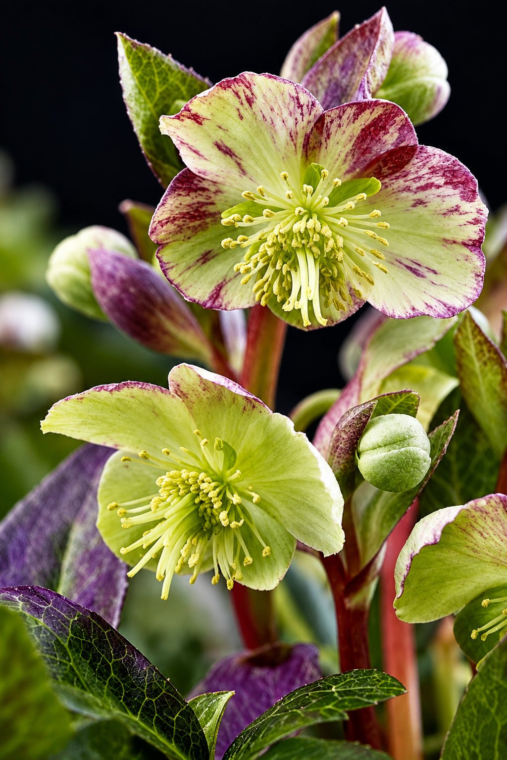 Helleborus lividus &