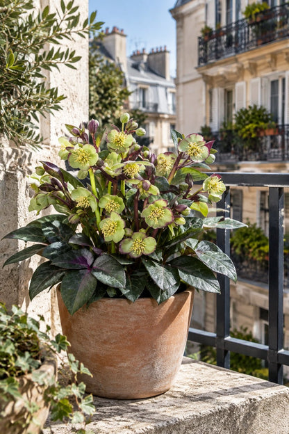 Helleborus lividus &