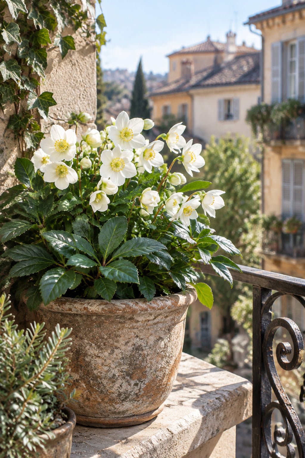 Helleborus niger &