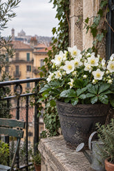 Helleborus niger &
