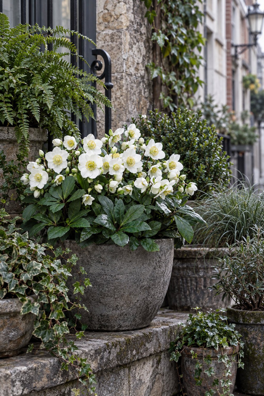 Kerstroos Christmas Carol, witte bloemen | Verdeia