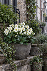 Helleborus niger &
