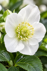 Helleborus niger &
