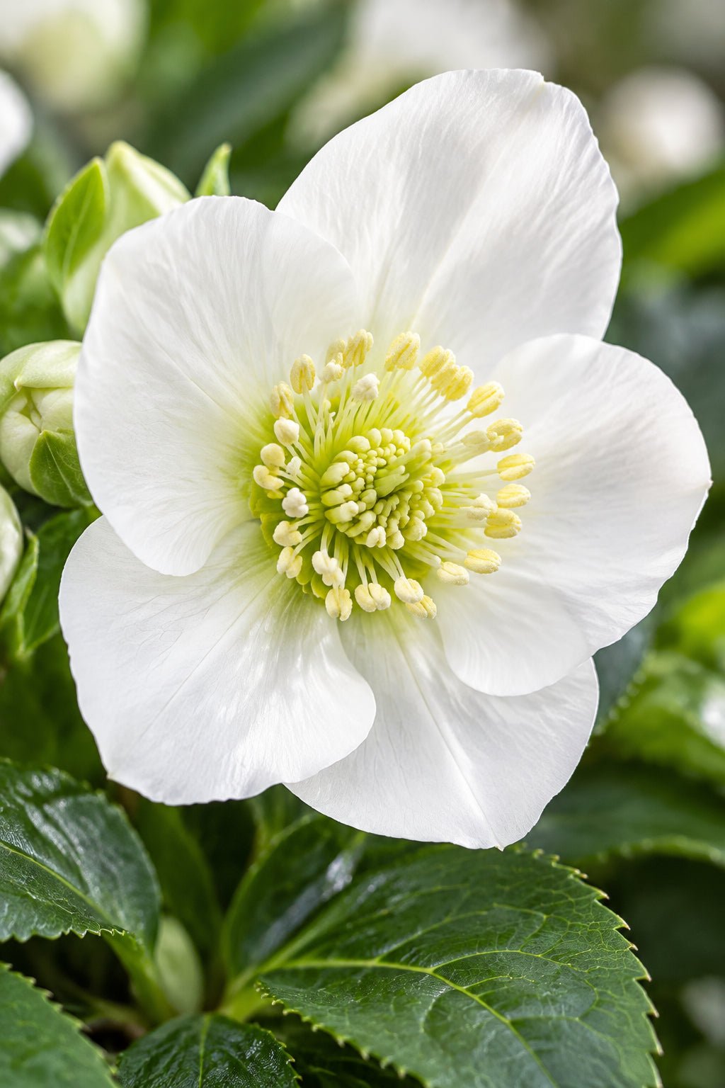 Helleborus niger &