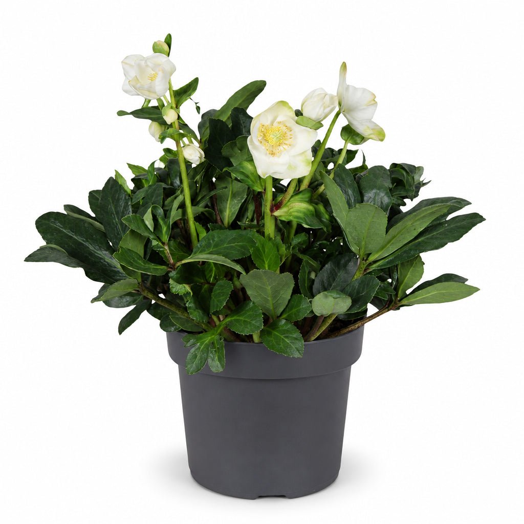Helleborus niger &