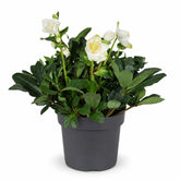 Helleborus niger &