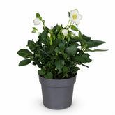 Helleborus niger &