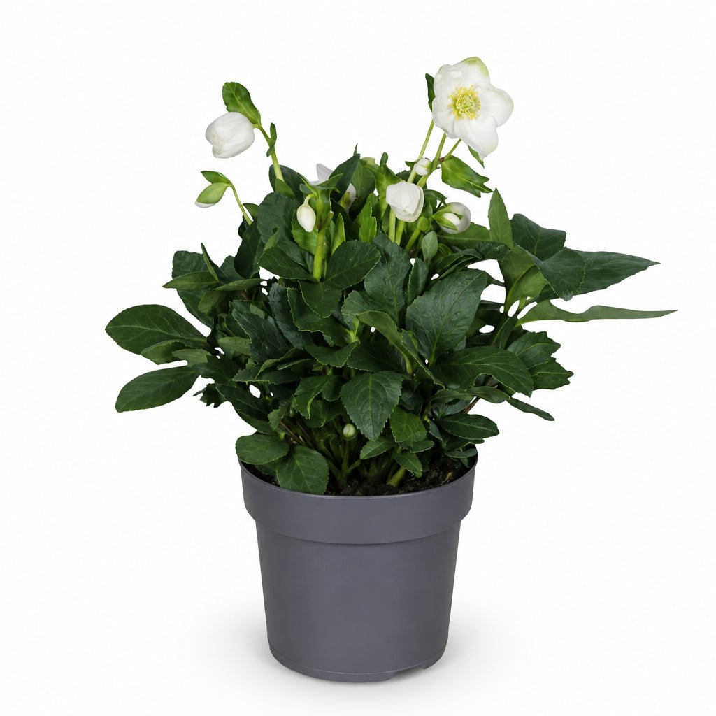 Helleborus niger &