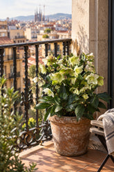 Helleborus × nigercors &