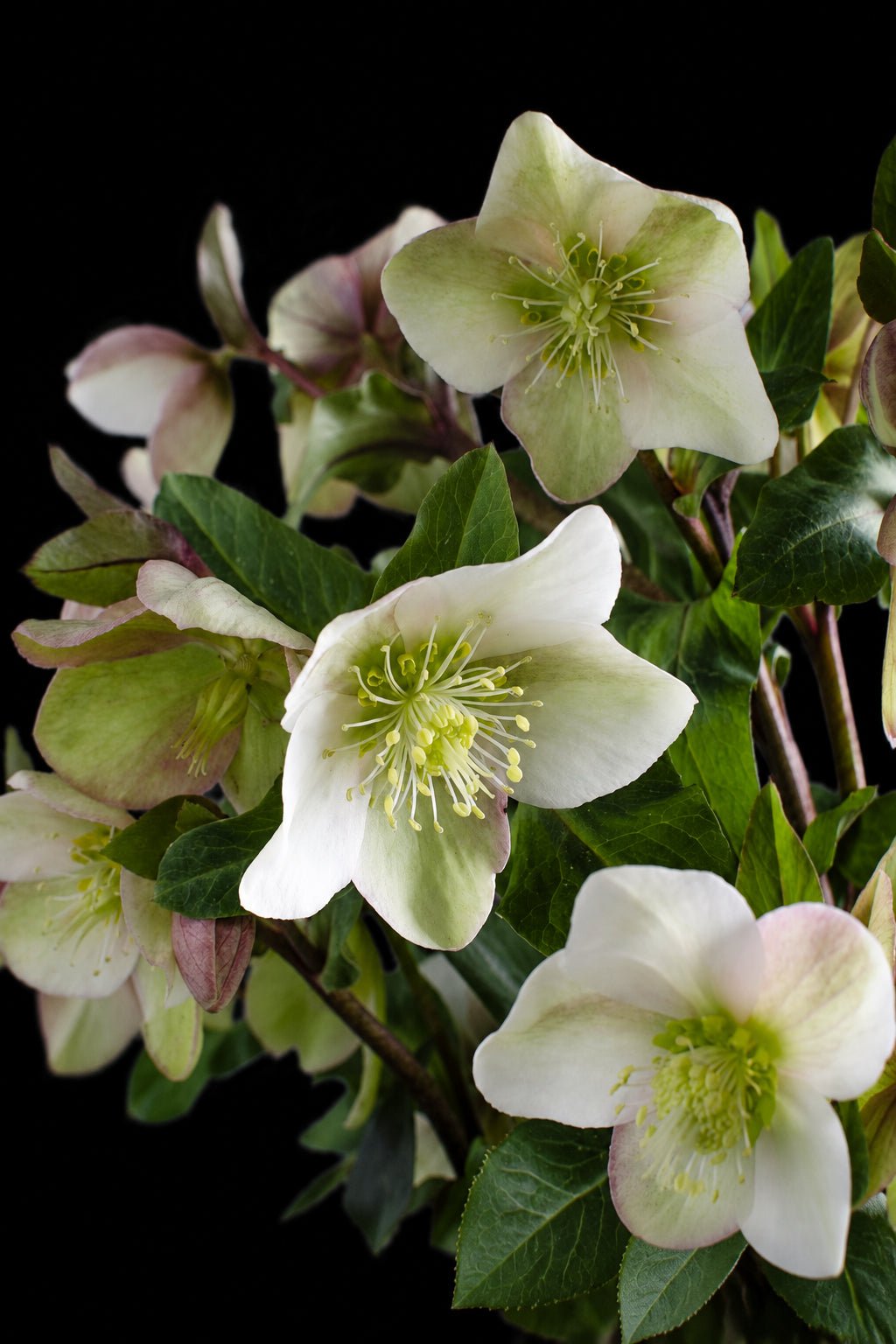 Helleborus × nigercors &