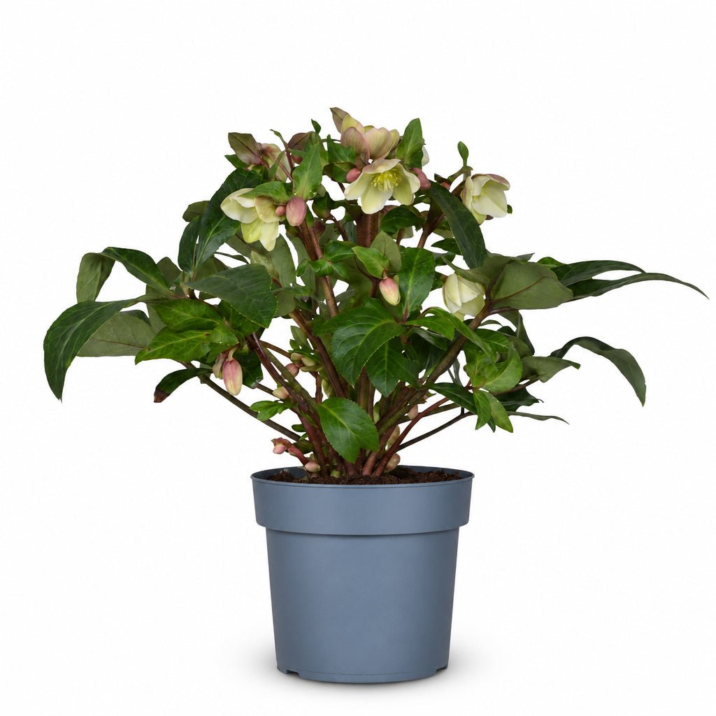 Helleborus × nigercors &