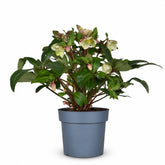 Helleborus × nigercors &