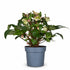 Helleborus × nigercors &