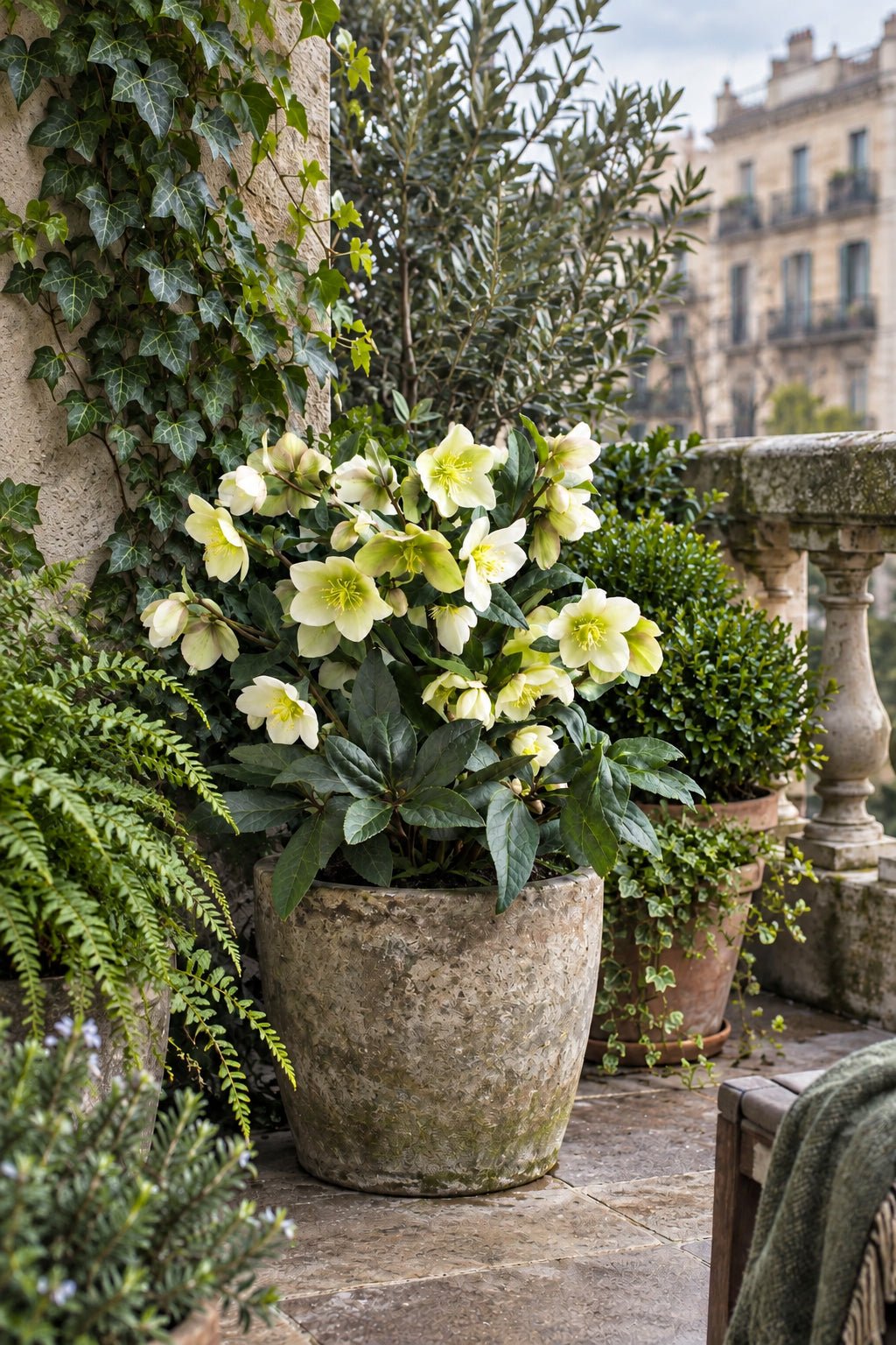 Helleborus × nigercors &